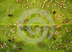 Aphids - plant lice, greenflies, blackflies or whiteflies