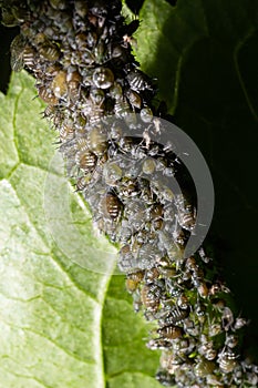 Aphids, plant lice, greenflies, blackflies or whiteflies, Cinara palaestinensis, the Aleppo pine aphid, Hemiptera Aphididae