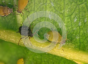 Aphids plant lice, greenflies, blackflies or whiteflies - insect pests on cultivated plantss
