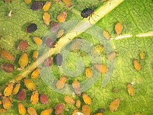 Aphids plant lice, greenflies, blackflies or whiteflies - insect pests on cultivated plantss