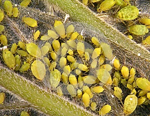 Aphids plant lice, greenfly, blackfly or whitefly