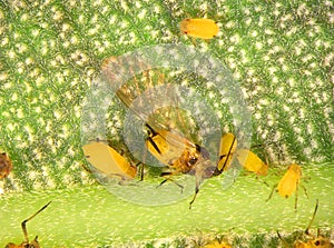 Aphids plant lice, greenfly, blackfly or whitefly