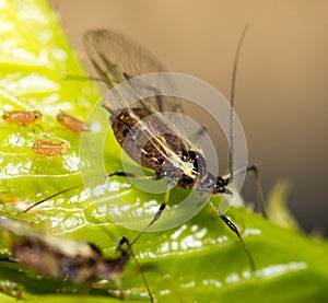 Aphids on the plant. macro