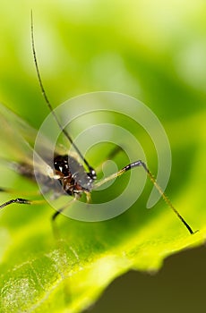 Aphids on the plant. macro