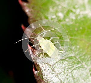 Aphids on the plant. macro