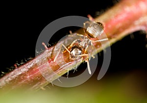 Aphids on the plant. macro