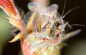 Aphids on the plant. macro