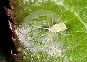 Aphids on the plant. macro