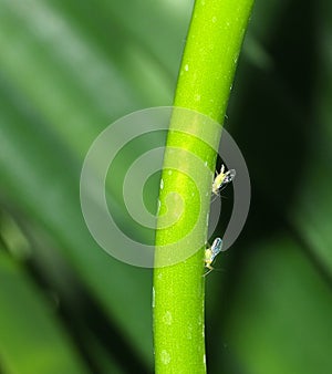 Aphids On Plant Stem