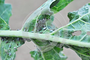Aphids on the rapeseed leaf