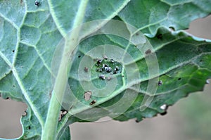 Aphids on the rapeseed leaf