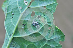 Aphids on the rapeseed leaf