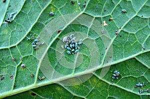 Aphids on the rapeseed leaf
