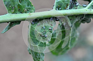 Aphids on the rapeseed leaf