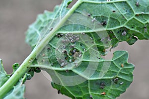 Aphids on the rapeseed leaf