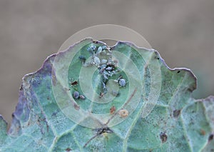 Aphids on the rapeseed leaf