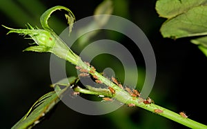 Aphids in rose