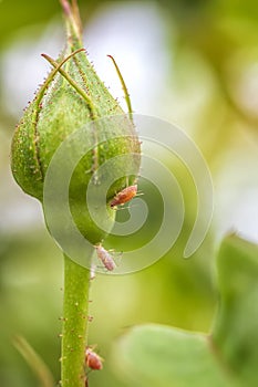 Aphids on a rose bud in nature. Close up.