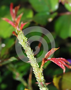 Aphids on rose stem