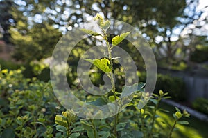 Aphids on a Spirea Bush 1