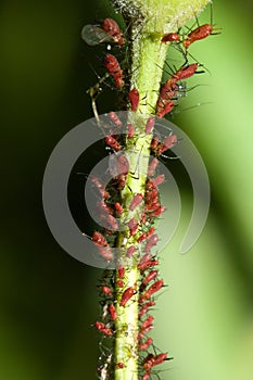 Aphids on a Stem