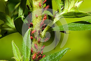 Aphids on a Stem