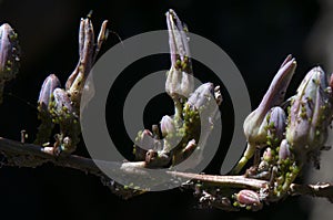 Aphids on a stem of buds of a hesperaloe nocturna