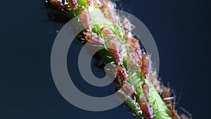 Aphids on the stem of a plant