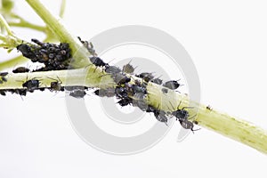 Aphids (Sternorrhyncha )on elderflower stem (Sambucus nigra)