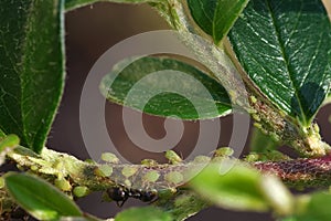 Aphids suck the sap from plants. Ants guard their aphids.