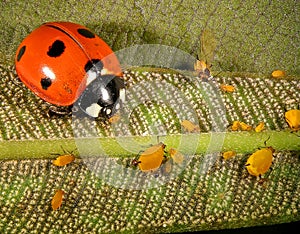 Aphids and their natural enemy, seven-spot ladybird