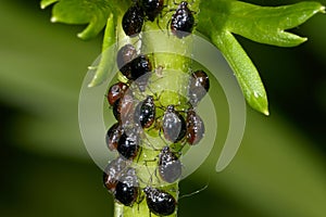 Aphis fabae, black bean aphid