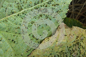 Aphis gossypii on cucumber plant