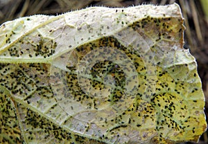 Aphis gossypii on cucumber plant