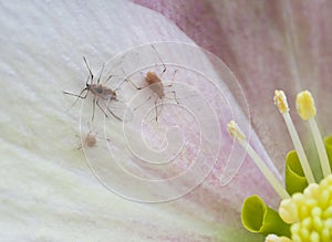 Aphis on hellebore
