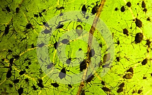 Aphis infection on leaf