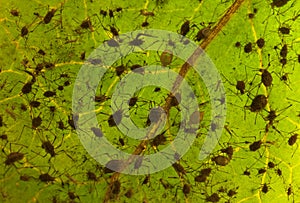 Aphis infection on leaf