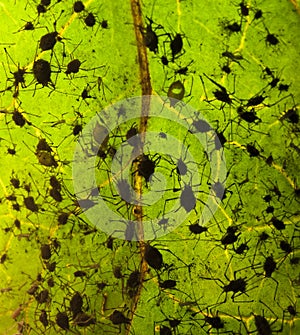 Aphis infection on leaf