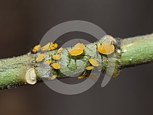 Aphis nerii yellow milkweed aphid