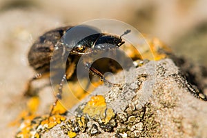 Aphodius contaminatus dung beetle