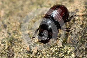Aphodius depressus dung beetle