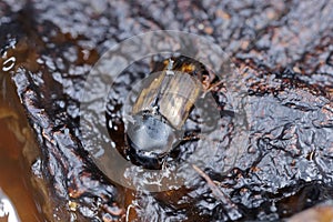 Aphodius erraticus dung beetle.