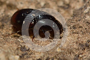 Aphodius haemorrhoidalis dung beetle