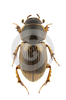 Aphodius prodromus