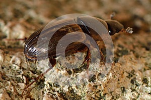 Aphodius prodromus dung beetle
