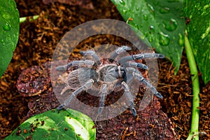 Aphonopelma seemani tarantula on the ground