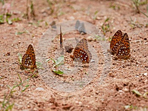 Aphrodite Fritillary Argynnis aphrodite Arrowhead Blue Glaucopsyche piasus on gravel