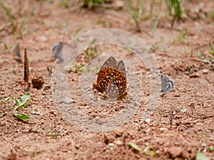 Aphrodite Fritillary Argynnis aphrodite Arrowhead Blue Glaucopsyche piasus on gravel