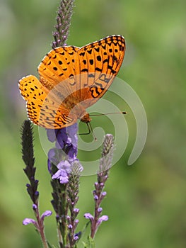 Aphrodite Fritillary Butterfly on Wooly Verbena