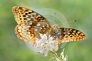 Aphrodite Fritillary III